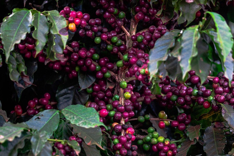 CNA avalia que decisões do CMN garantem mais acesso ao crédito a pequenos e médios cafeicultores