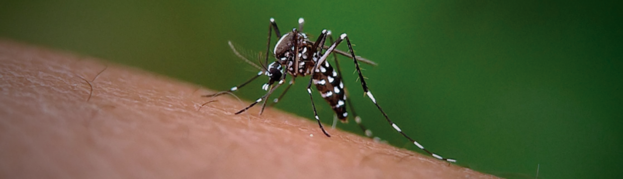 PRODUTOR RURAL, DENGUE É COISA SÉRIA!