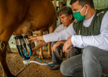 Com Assistência Técnica e Gerencial do Senar, produção de leite bate recorde