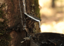 Preço da borracha natural importada tem queda de 7,7% em janeiro