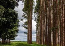 Comissão Nacional de Silvicultura discute panorama da produção de borracha natural