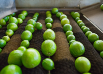 Campo Futuro levanta custos de produção de frutas e leite