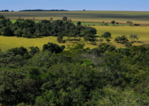 Produtores rurais poderão emitir CCIR 2025 em junho