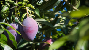 Fruticultura da manga: Senar Goiás lança curso para estimular cultivo no estado