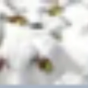 Agregar valor à produção dos pecuaristas através da rastreabilidade de seus produtos.