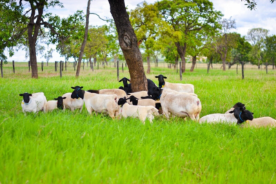Aumentam a criação de ovinos e o número de produtores assistidos pelo Senar Goiás