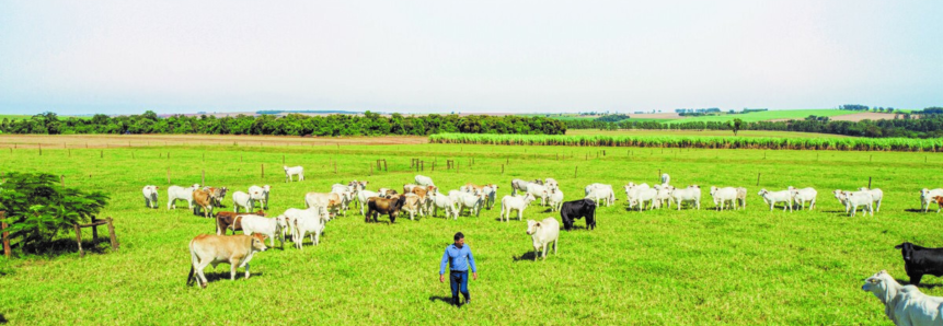 Sistema de integração melhora produção de soja no verão e pecuária no inverno