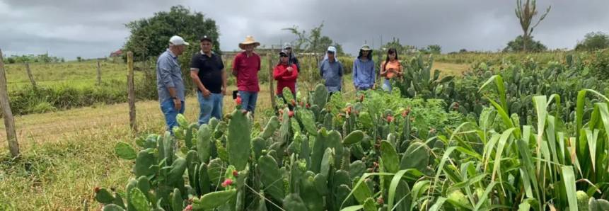 Dia de Campo do projeto Forrageiras para o Semiárido será realizado em Nossa Senhora da Glória