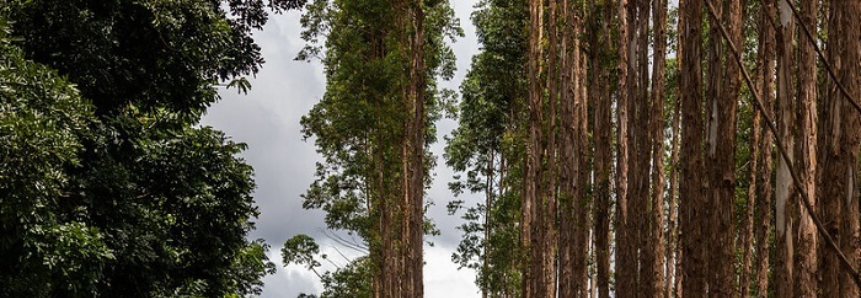 Comissão Nacional de Silvicultura discute panorama da produção de borracha natural