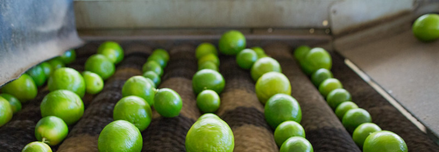 Campo Futuro levanta custos de produção de frutas e leite