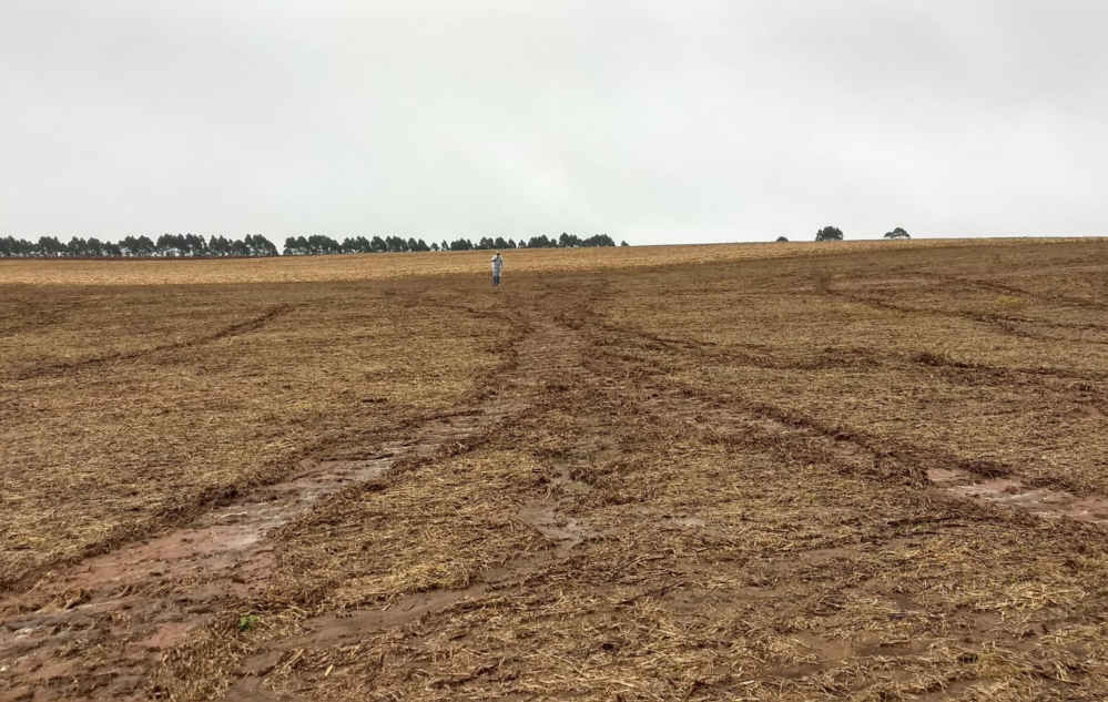 Imagens das pesquisas