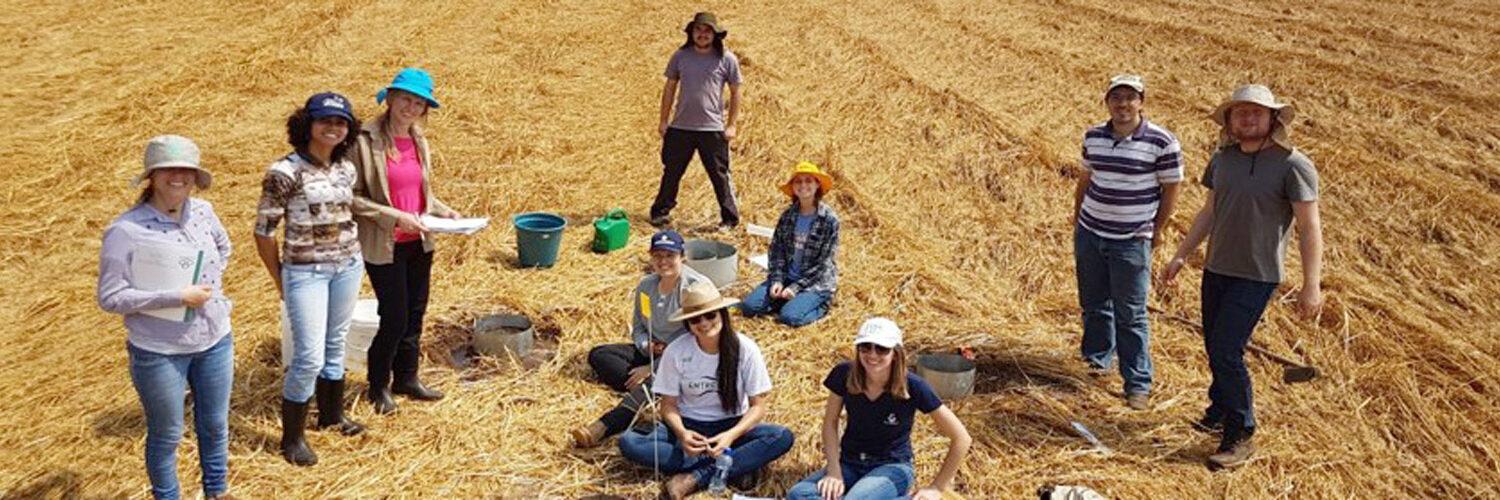 Plantio direto e terraços garantem maior produtividade de grãos, confirma pesquisa da UEPG