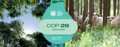 COP 29