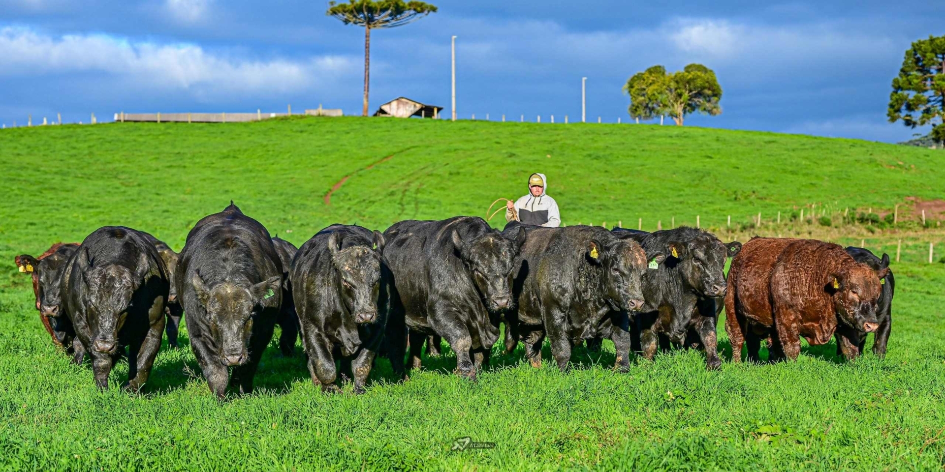Confira o resultado parcial dos leilões de touros desta semana