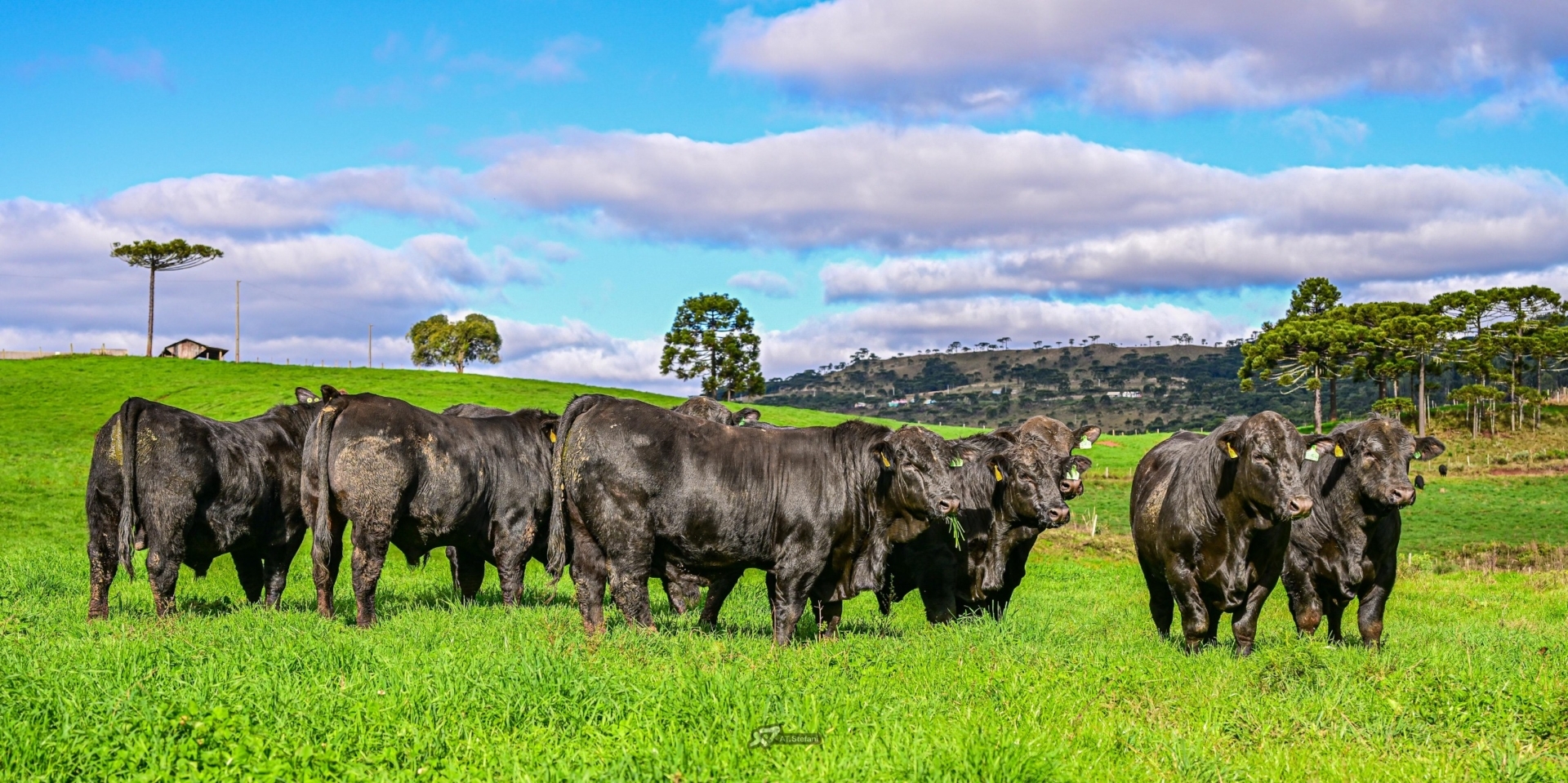 Divulgada mais uma atualização parcial dos leilões de touros em Santa Catarina