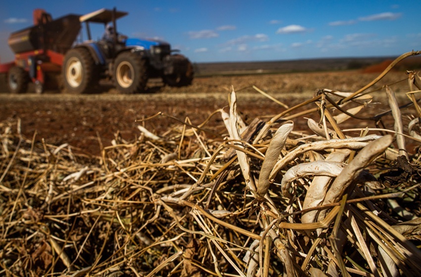 Mercado do feijão perde força no fim de março, mas trimestre mantém valorização