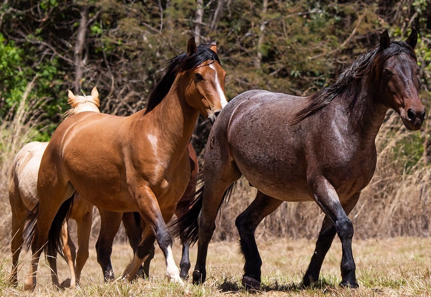CNA debate avanços do Passaporte Equestre e Lei do Material Genético