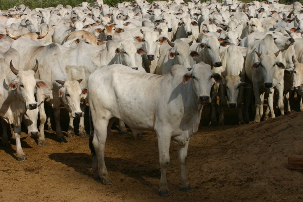 Apiacas reserva indigena 080