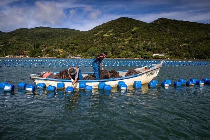 Aquicultura