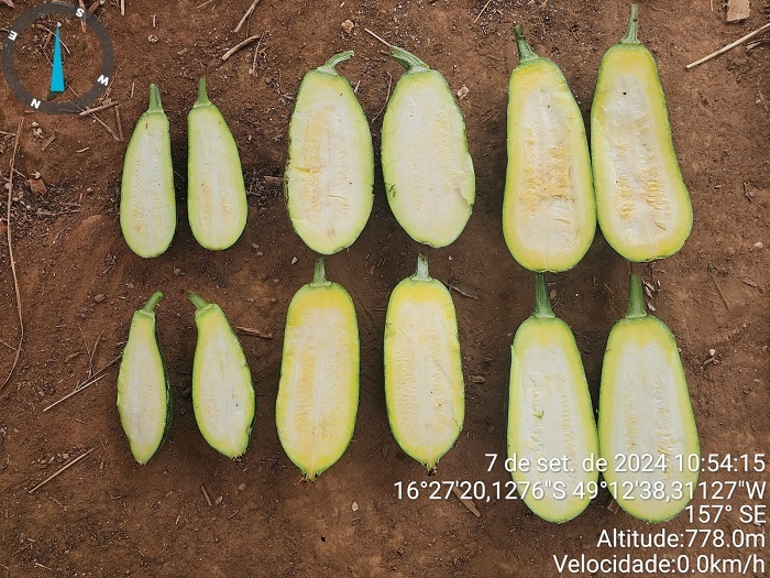 Evolução da abobrinha com a aplicação da Arbolina