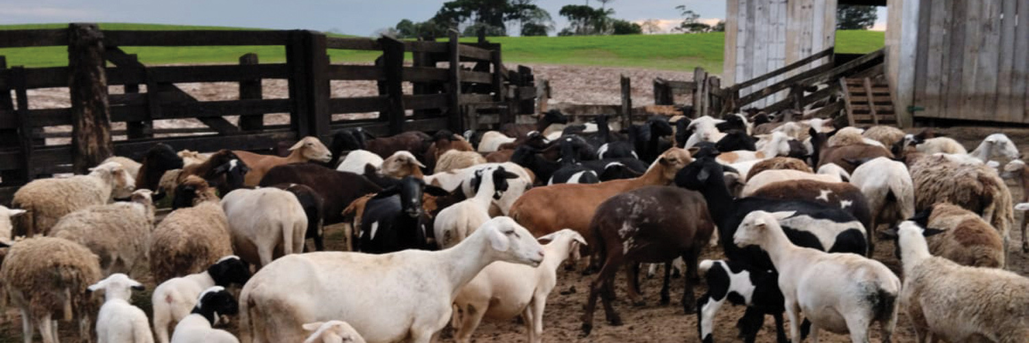 ATeG impulsiona ovinocultura em propriedade de São Mateus do Sul