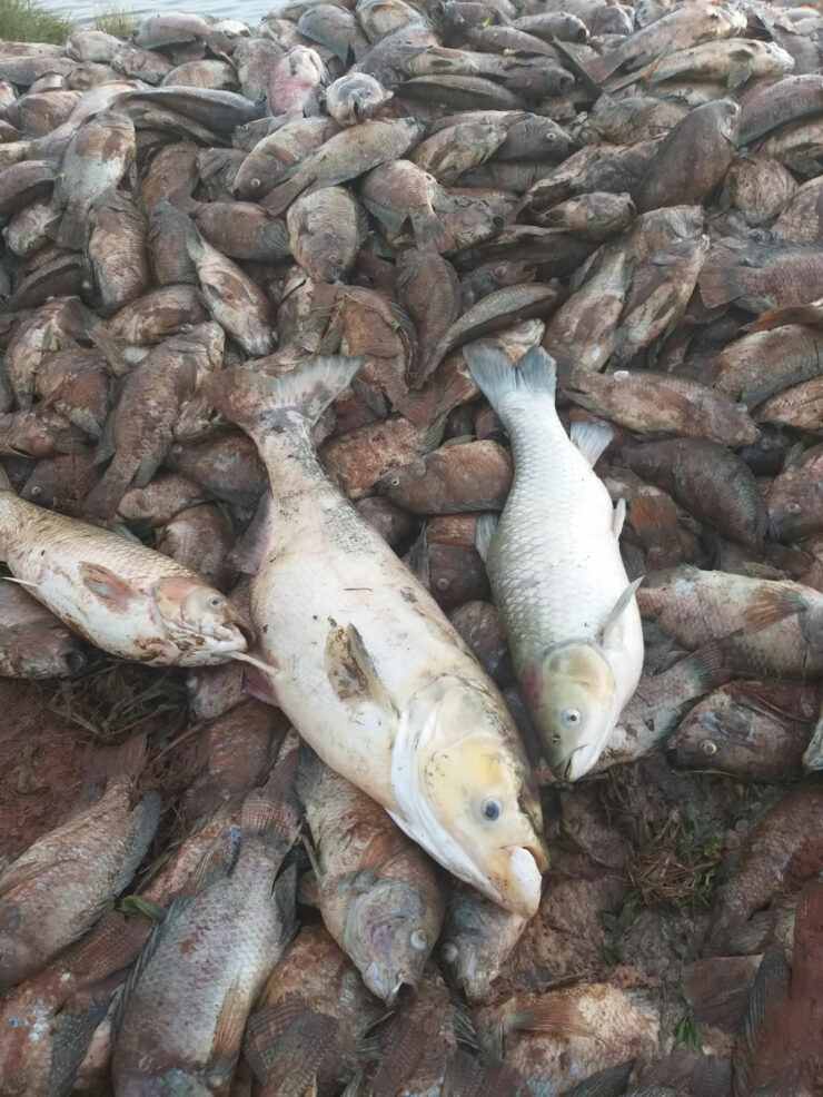 Há seis anos, Hilário Schoninger perdeu 100% da produção de peixes no oeste do Paraná