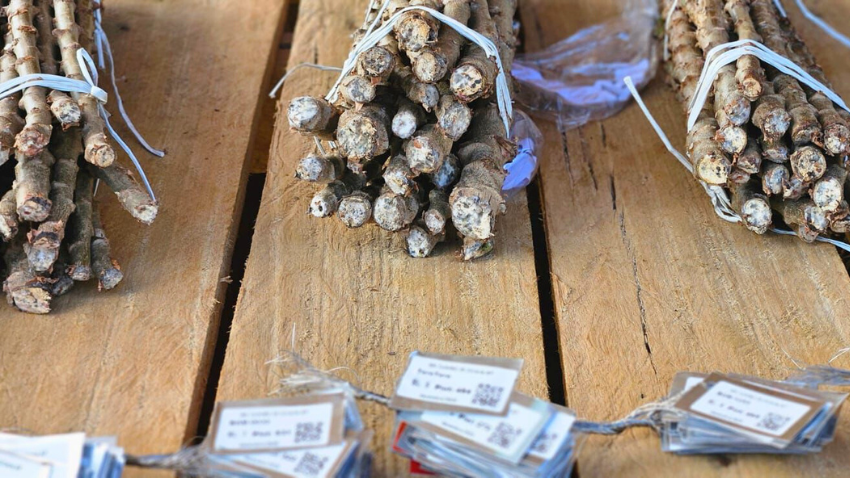 Aliança entre Ciência e Produção rural protegem a mandioca contra a vassoura-de-bruxa