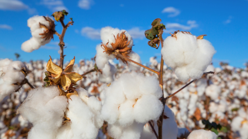 Liberação do Plantio de Algodão Transgênico no Estado do Pará pela Comissão Técnica Nacional de Biossegurança – CNTBio