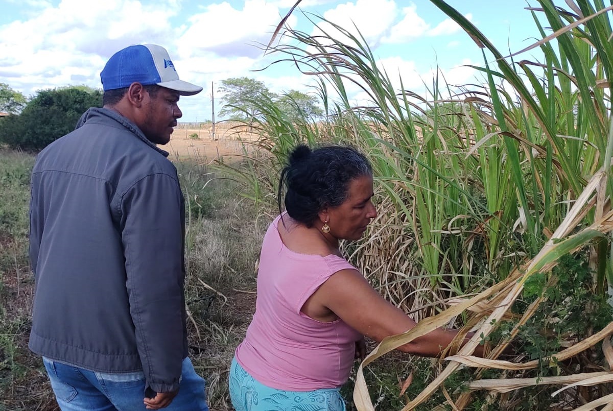 Produzir mais senar em campo