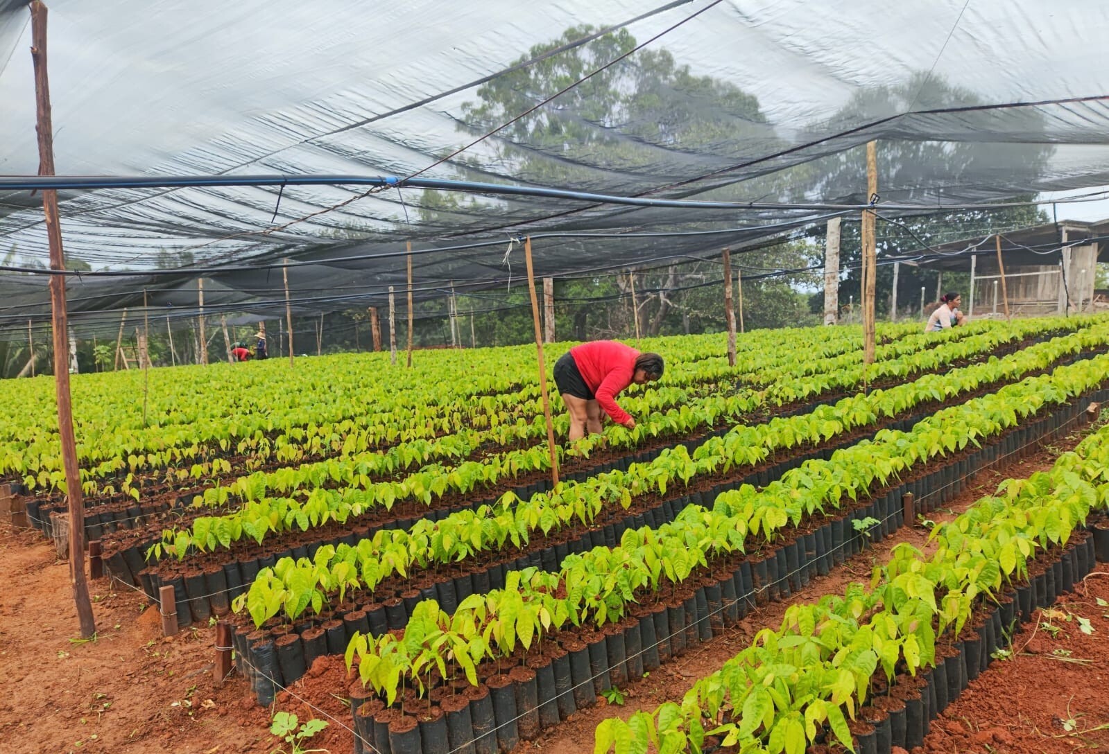 Com apoio do Sistema Faperon/Senar, viveiro comunitário produz 60 mil mudas de cacau em Vale do Anari