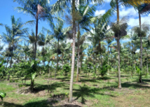 Fazenda realiza estudos para cultivo de açaí no Ceará