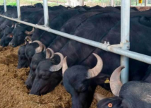 Curso de Bubalinocultura é novidade do Senar Minas