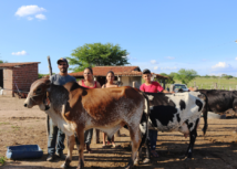 Com ajuda do Senar, família de produtores de leite aumenta renda e sonha em ter fazenda própria