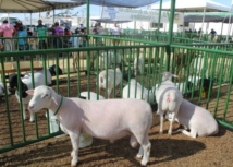 Campina Grande vai sediar retomada das exposições agropecuárias na Paraíba