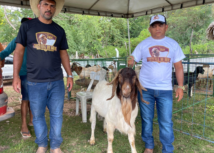 Festival do Bode celebra o sucesso da ovinocaprinocultura na região com apoio da ATeG do Senar Piauí