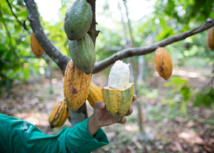 Cacau em alta no Pará: Lucros históricos beneficiam produtores. Leia a análise