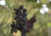 Parreiral de sucesso: produtora rural  entrou no mercado de uvas depois de curso do Senar Goiás