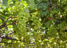 Senar debate tecnologias para produção de uvas no semiárido