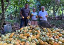 Entrevista com o produtor rural de Baião Raimundo Jesus Tavares de Souza: Festival do Cacau e Chocolate