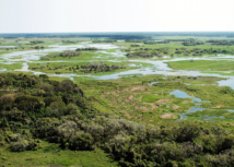 Com faturamento de mais de R$ 1,83 bilhão ao ano, a pecuária é a atividade que mais gera empregos no Pantanal