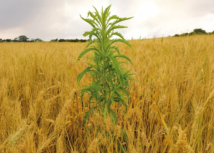 Novo curso do Sistema Faep orienta combate a plantas daninhas em grandes culturas