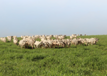 Qualidade da carne bovina passa pela sanidade dos rebanhos