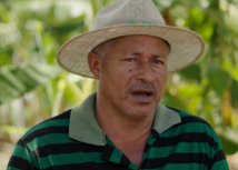 Assistência Técnica do Senar impulsiona produção de banana em Araguatins
