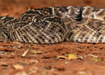 Sistema FAEP orienta o que fazer ao encontrar cobras em propriedades rurais