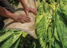 Preparo do tabaco garante bons negócios aos produtores