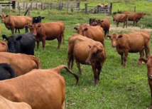 Divulgado quarto resultado parcial dos leilões de terneiros em Santa Catarina neste ano