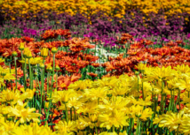Mão de obra pode limitar crescimento do setor de flores e plantas ornamentais em 2025