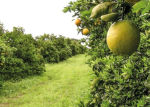 Em alerta, Paraná se une contra o greening
