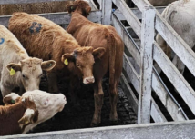 Feira do Terneiro e da Terneira de São Joaquim supera as expectativas com mais de 600 animais comercializados