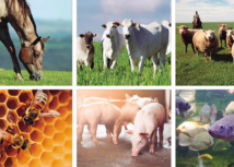 Produtor rural tem até 30 de junho para atualizar rebanho